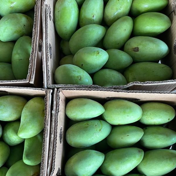 Mango Mingolo Caja 4 lb / Mango Crema de Oro Caja 20 lb - Todo Fresco RD